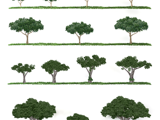 现代省面植物树简模