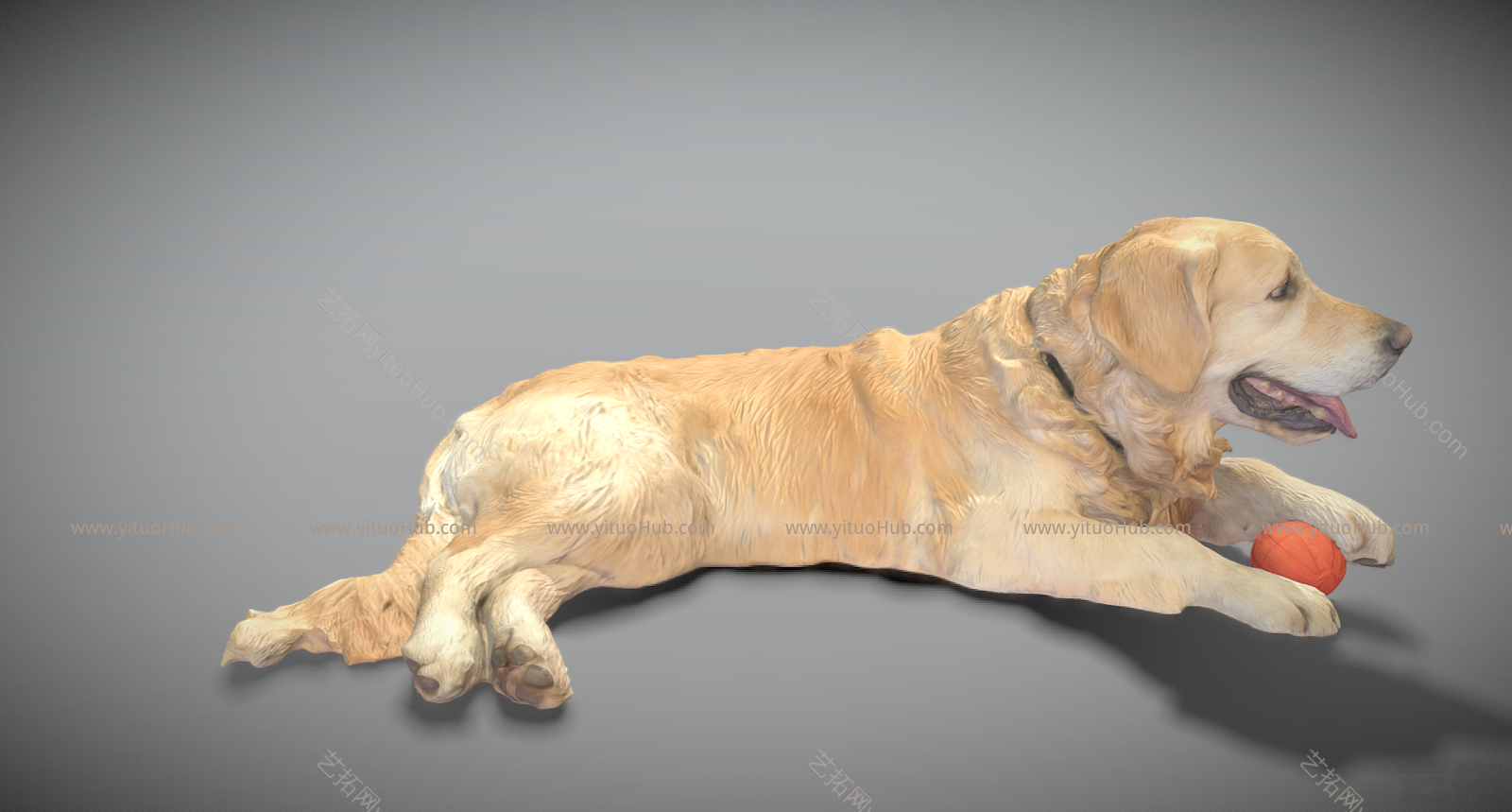 现代金毛猎犬
