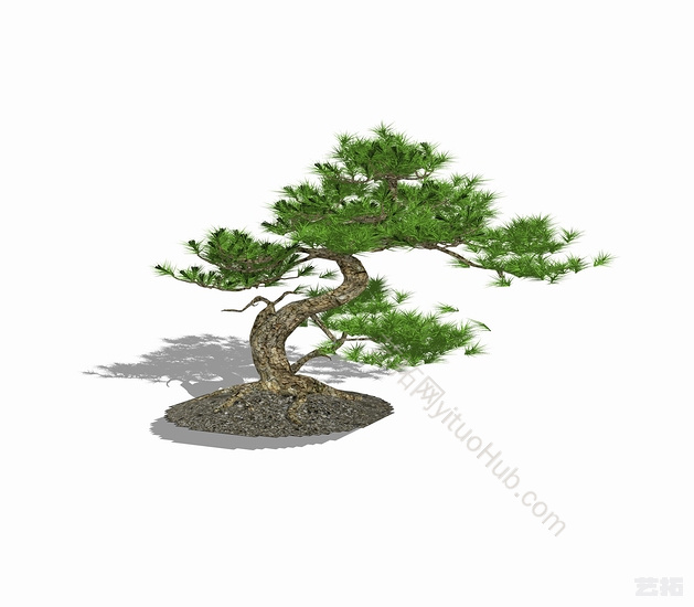 中式盆栽罗汉松