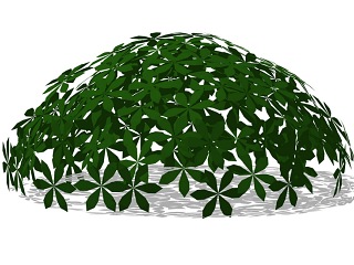 灌木