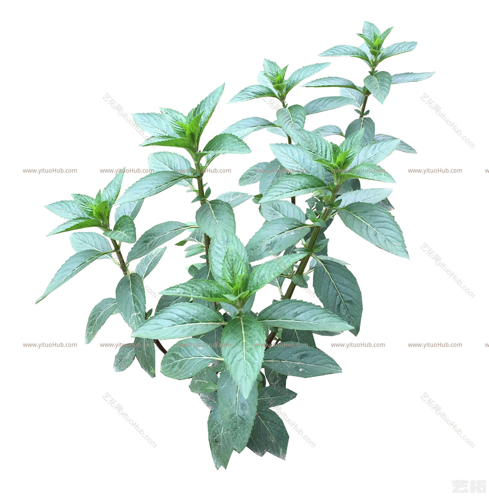 薄荷