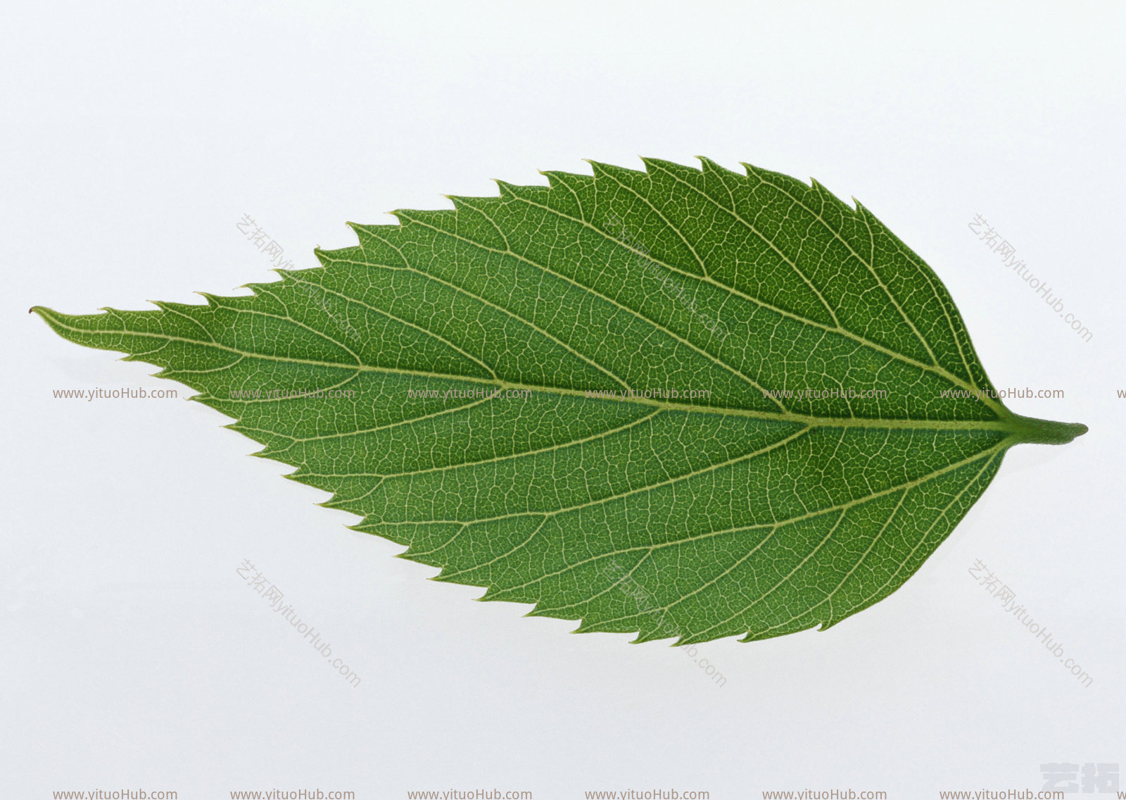 植物绿叶绿叶 (265)绿叶 (265)