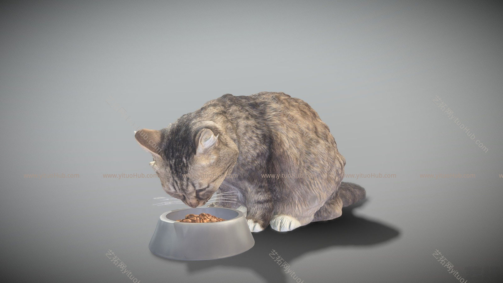 现代猫