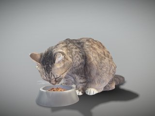 现代猫