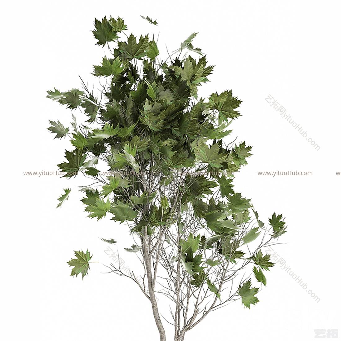 熊果 杜鹃花 熊莓