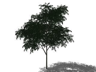 3D植物树