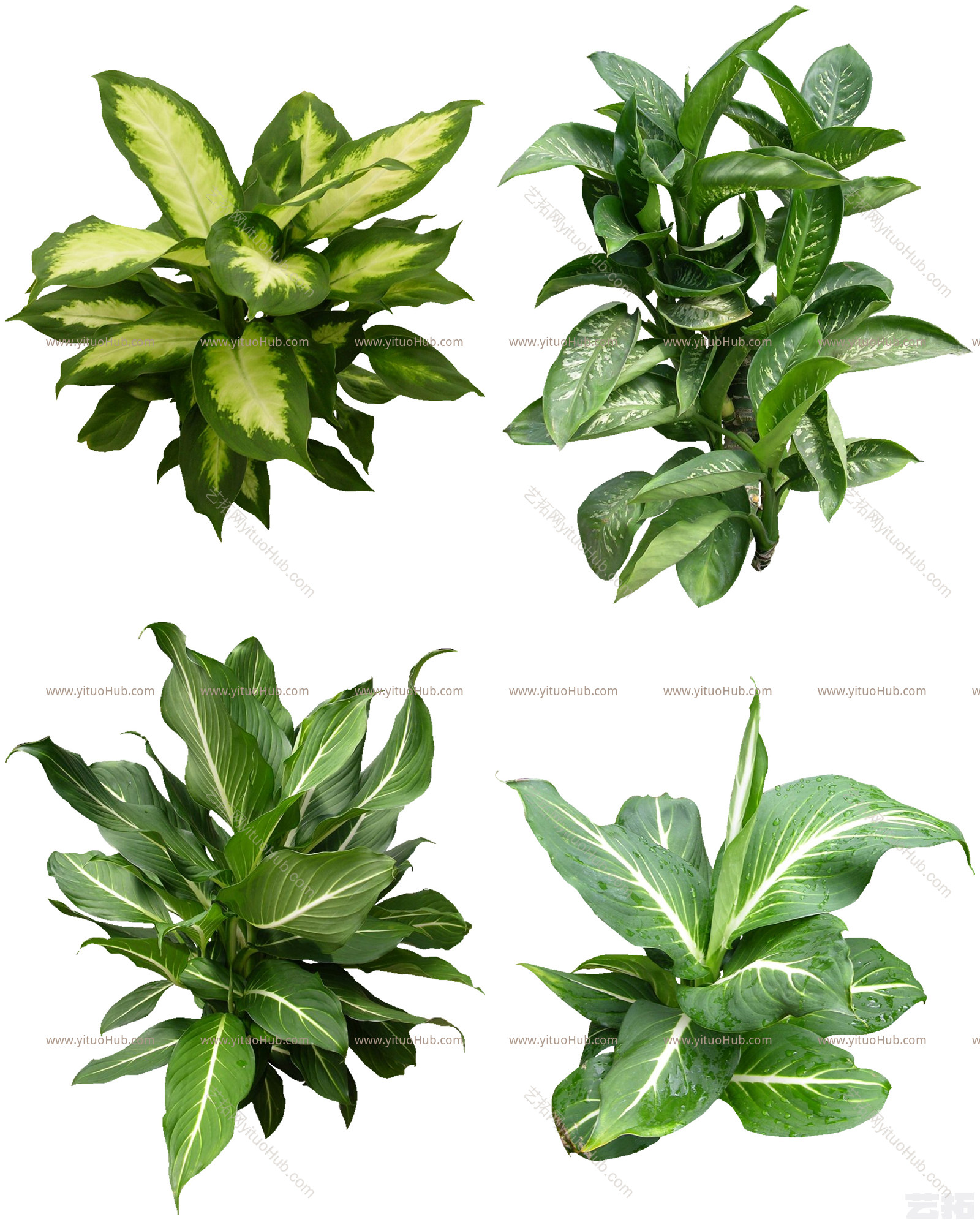 植物免扣素材-花叶万年青