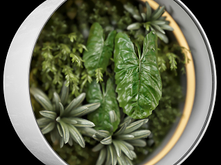 现代圆形植物墙