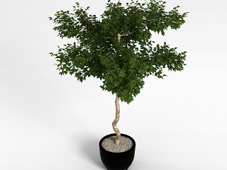 现代盆栽室内植物模型
