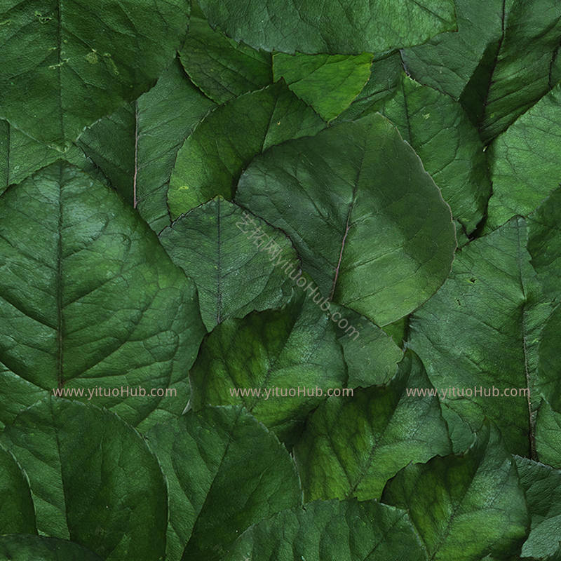 植物壁画 壁画贴图