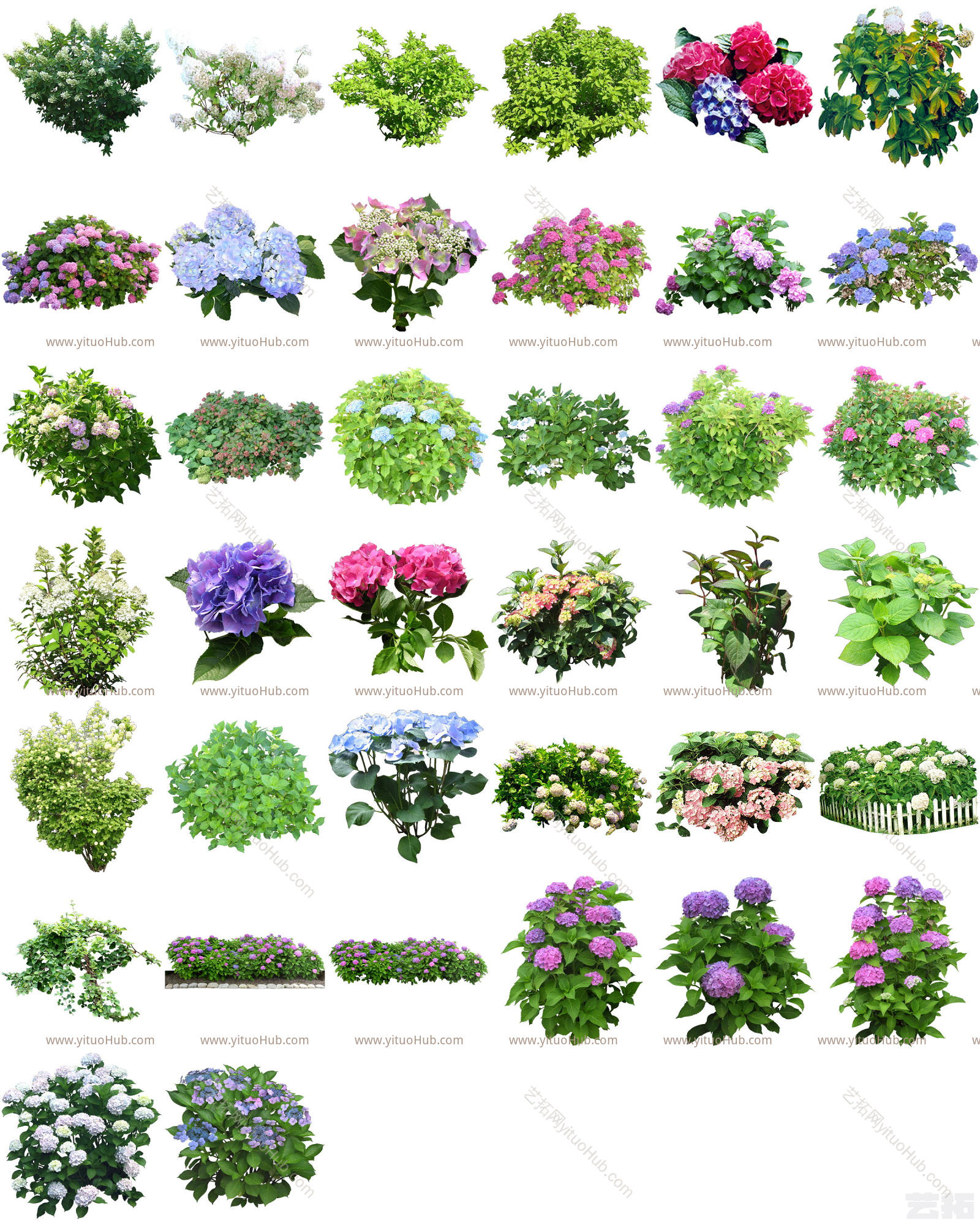 植物免扣素材-八仙花（绣球花）