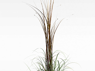 现代野草模型