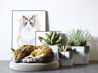 现代植物盆栽组合 猫