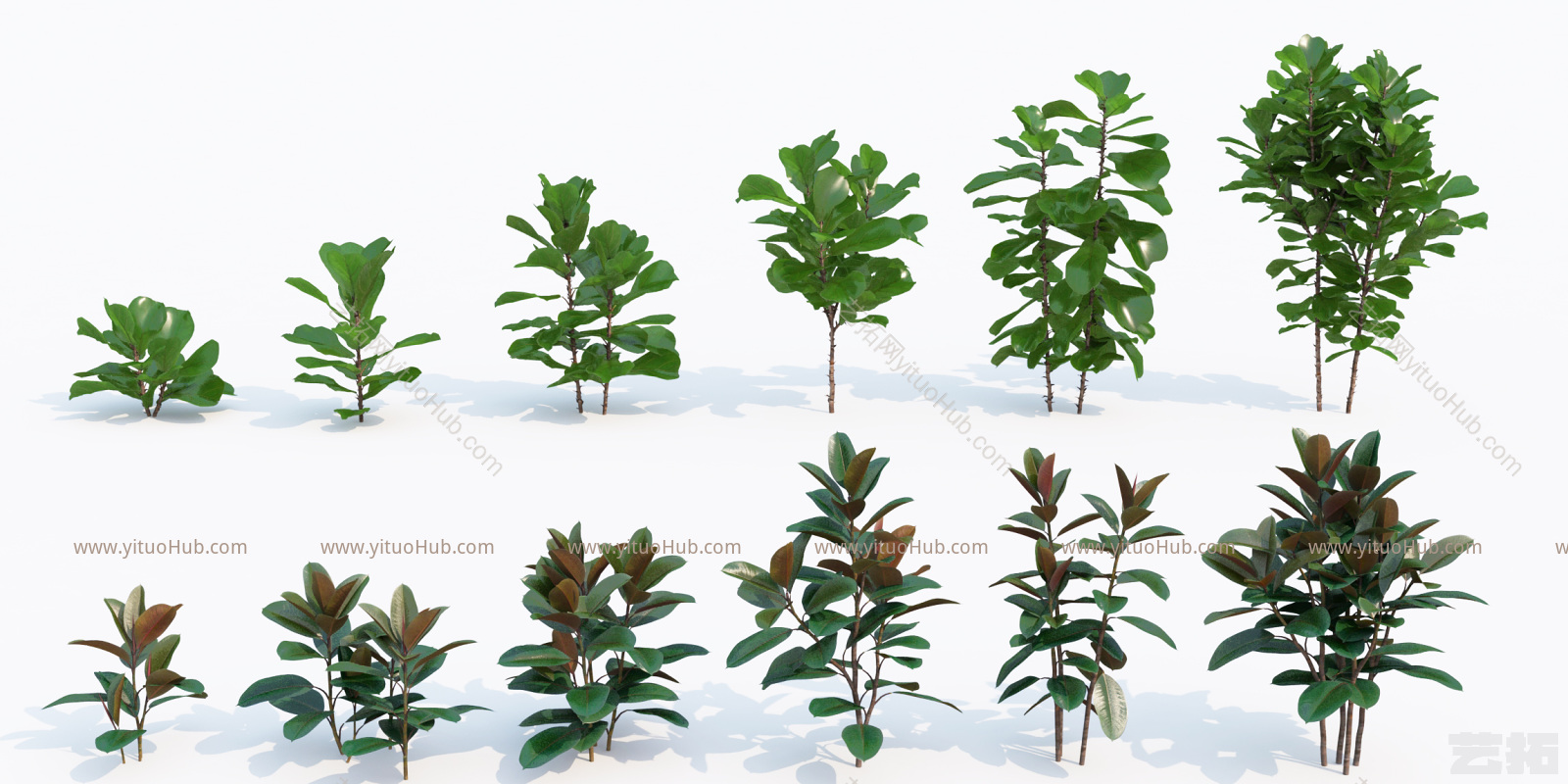 现代植物花卉