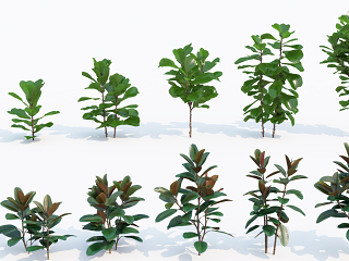 现代植物花卉