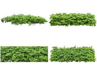 植物免扣素材-富贵草