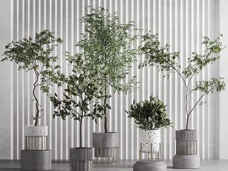 现代绿植盆栽