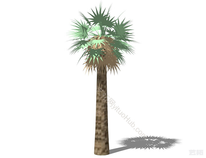3D棕榈科植物