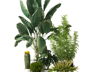 现代植物盆栽