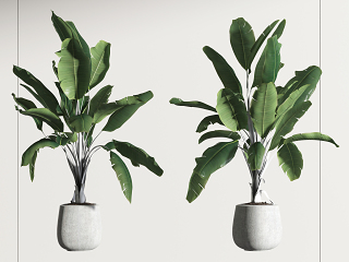 现代植物盆栽摆件,植物装饰摆件,绿叶盆栽