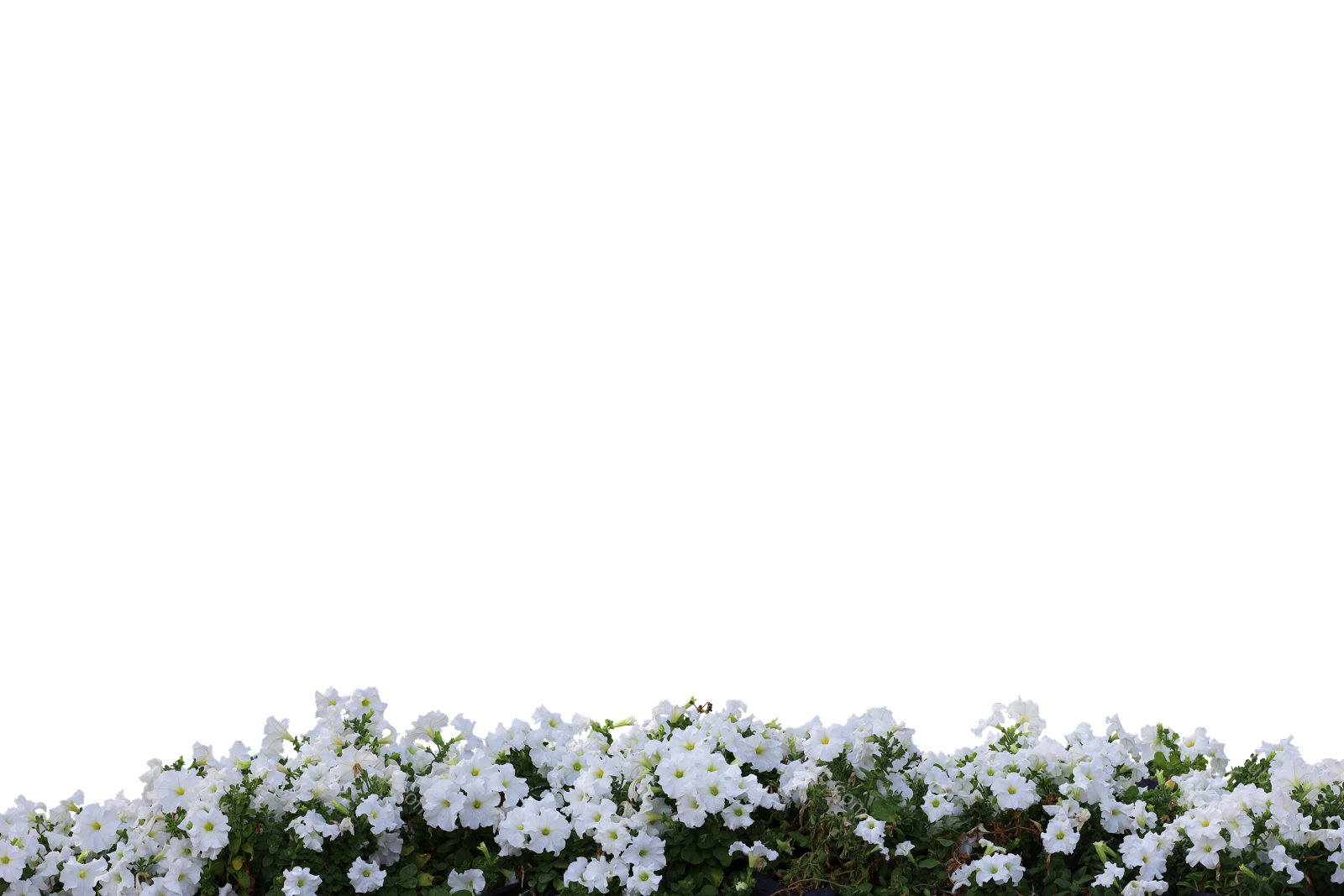 花镜近景—牵牛花 