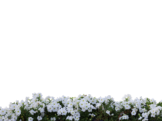 花镜近景—牵牛花 