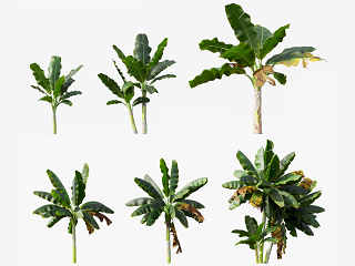 现代树木 树木 芭蕉树