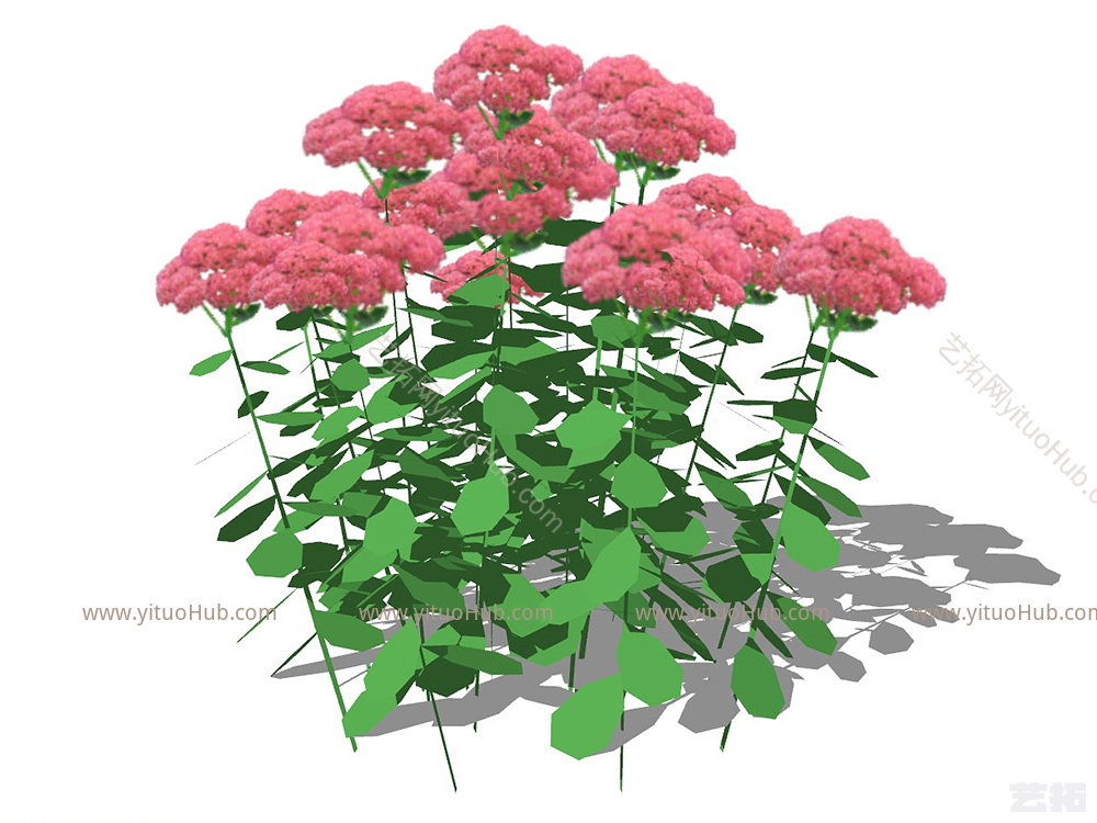 花卉灌木