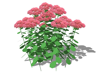 花卉灌木