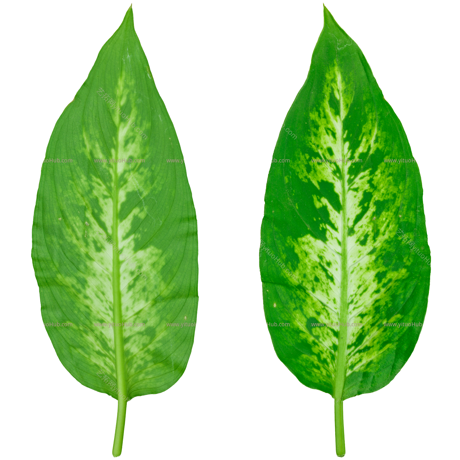 绿色植物叶子