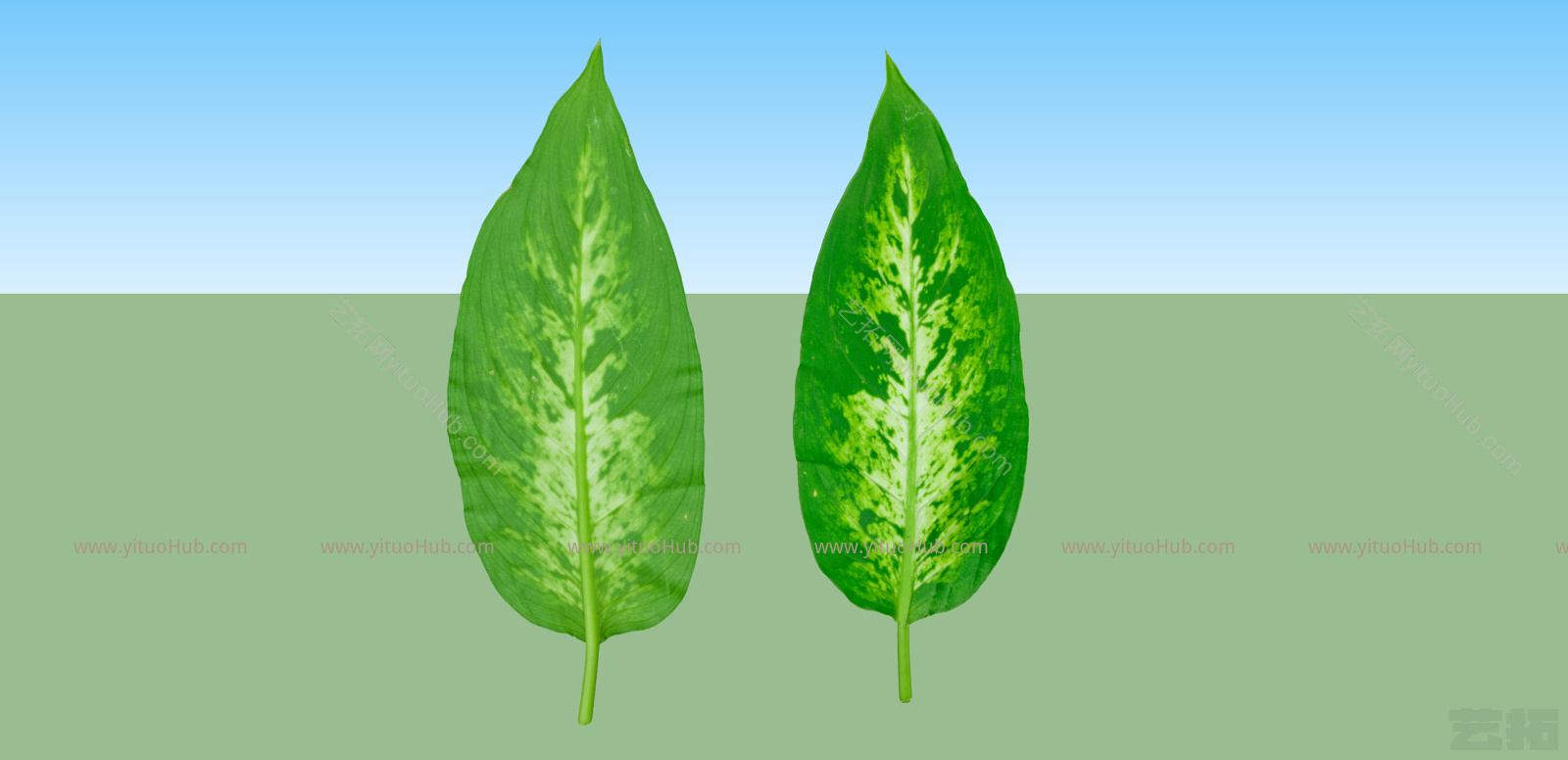 绿色植物叶子