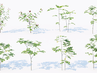 现代灌木 植物