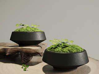 现代苔藓盆景