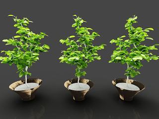 现代装饰植物模型