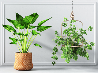 现代植物盆栽
