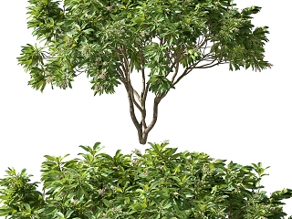 现代树木 果树 枇杷树