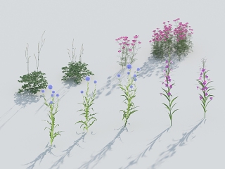 景观树 庭院树 园林植物