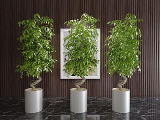 现代风格植物模型