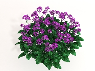 现代花