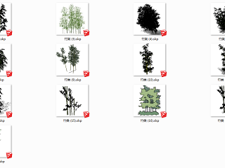现代竹子植物