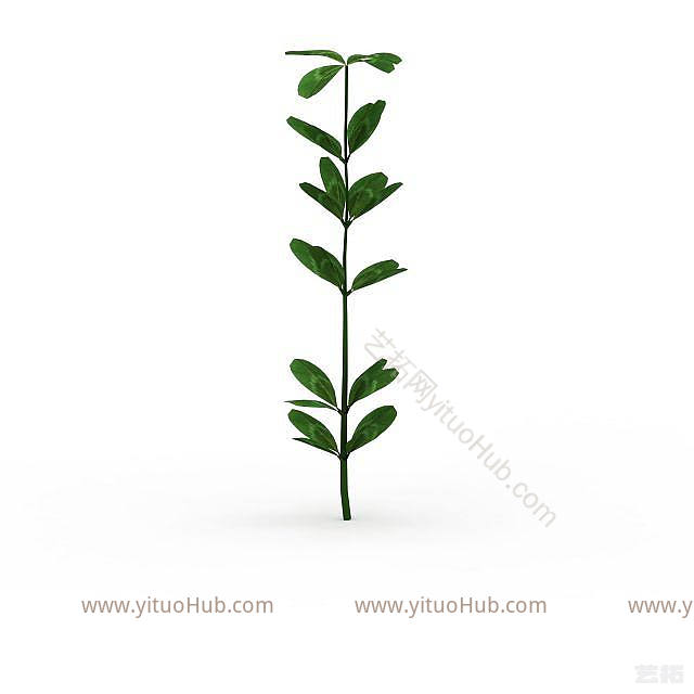 现代绿叶植物模型