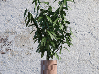 现代装饰植物