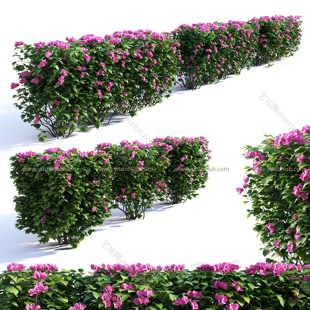 月季花