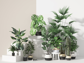 现代盆栽 植物 绿植