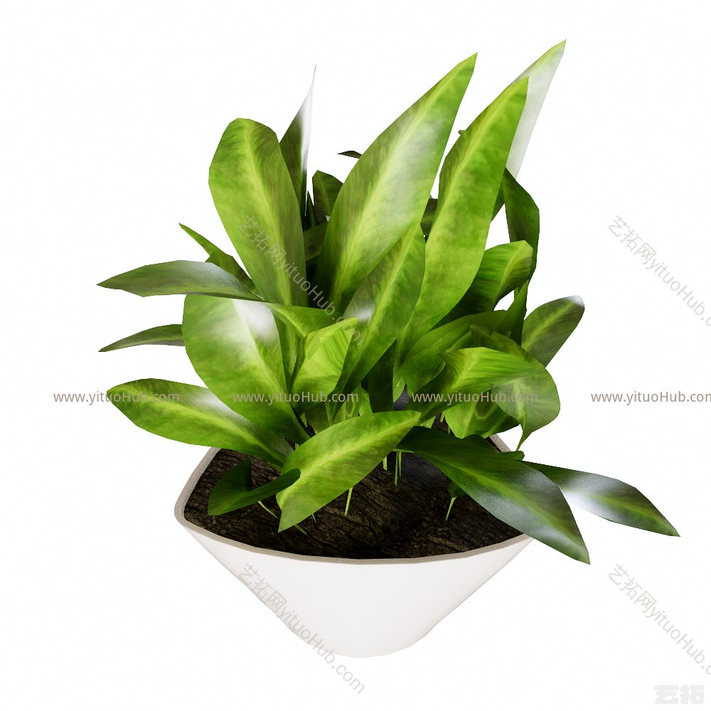 装饰植物盆栽