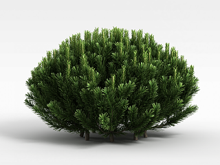 常青植被模型