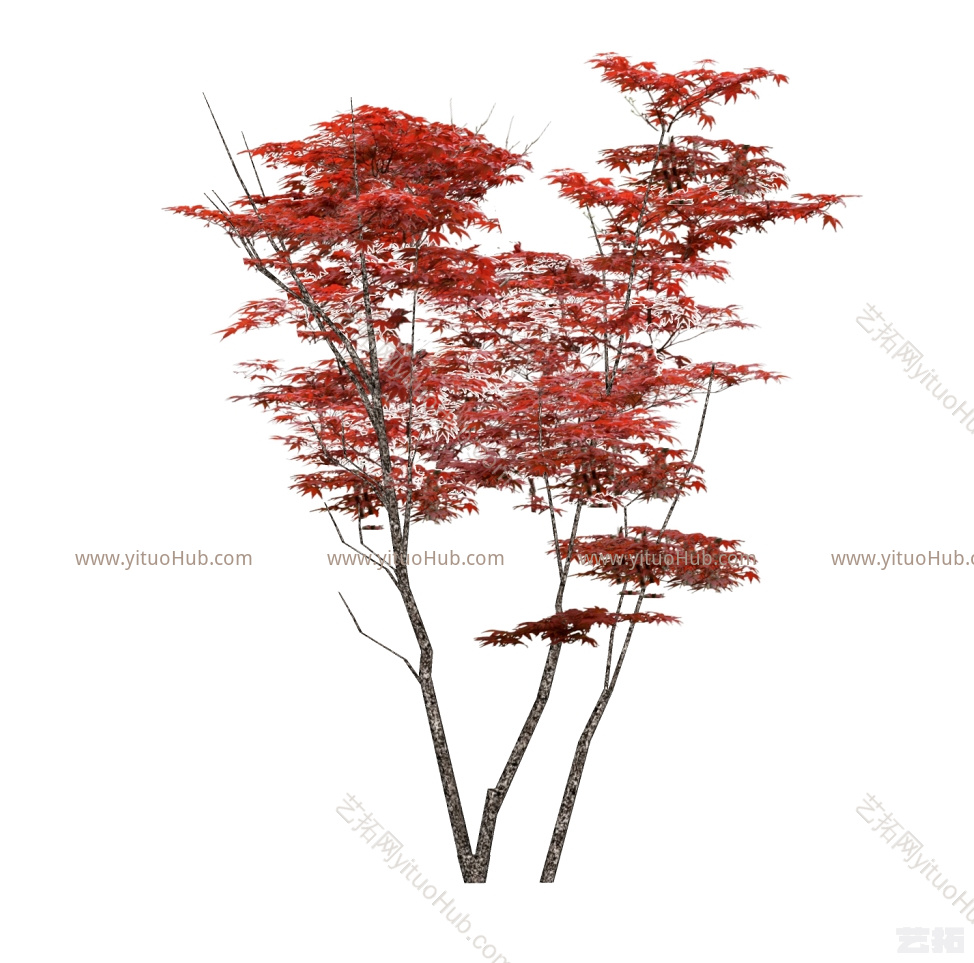 3D植物 植物 红枫 中式植物画 植物 其他 钞票 演出