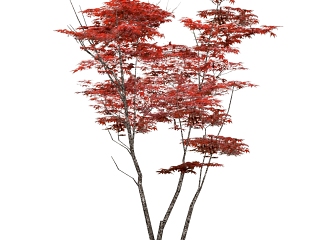 3D植物 植物 红枫 中式植物画 植物 其他 钞票 演出