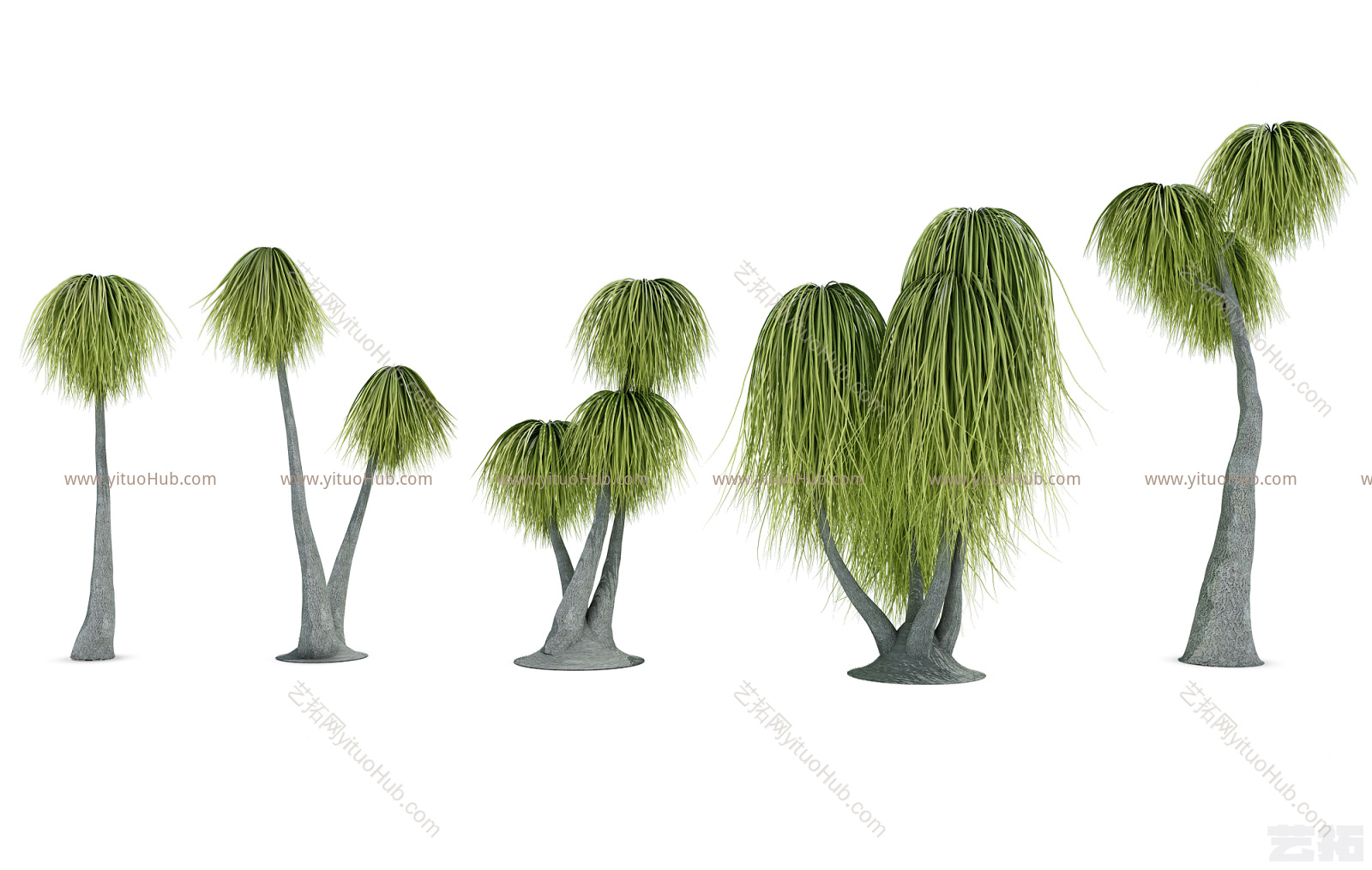 现代热带植物树