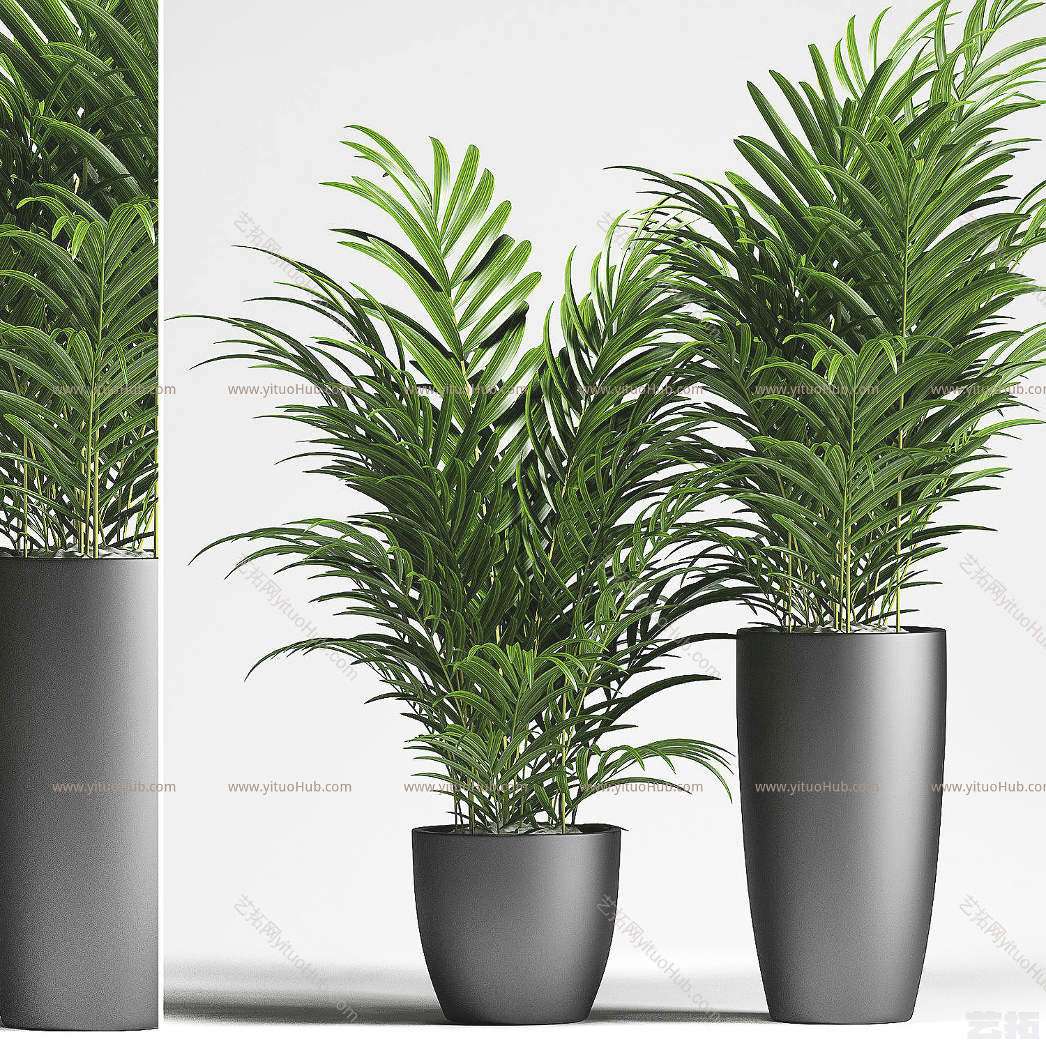 现代植物盆栽盆景